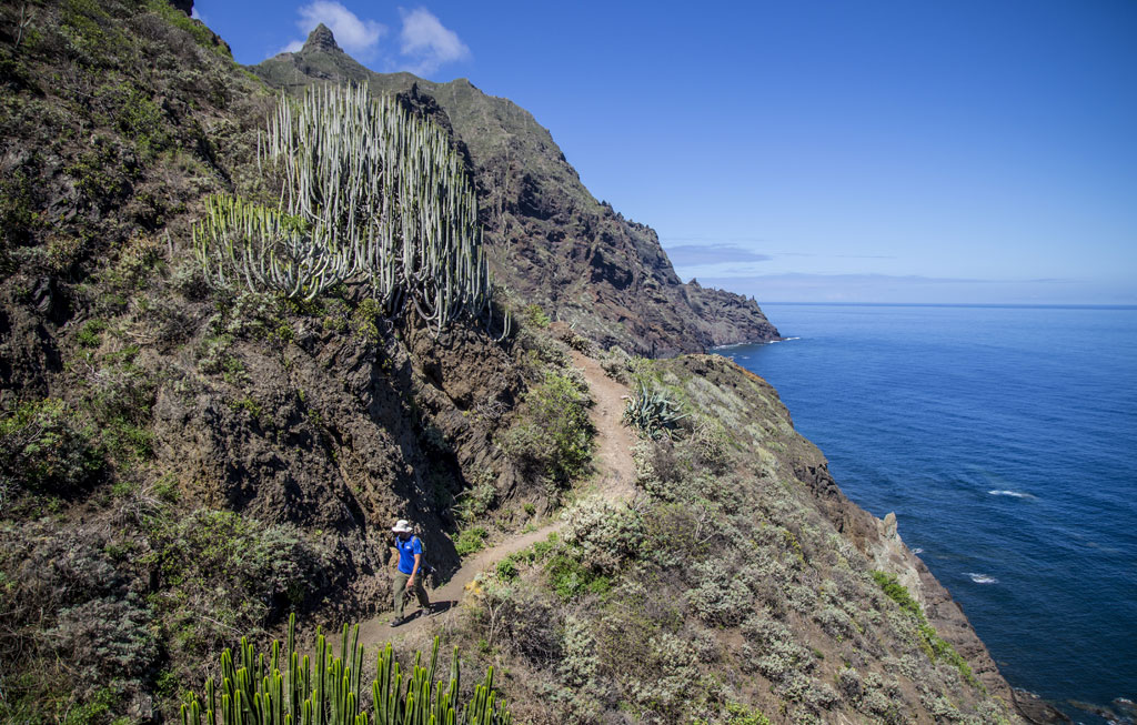 Sentier côtier à Tenerife avec cactus et randonneur près de l’océan.