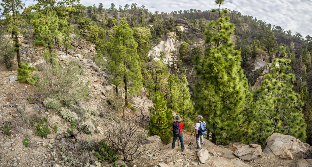 Sentier montagneux avec des pins et des randonneurs dans une forêt à Tenerife.