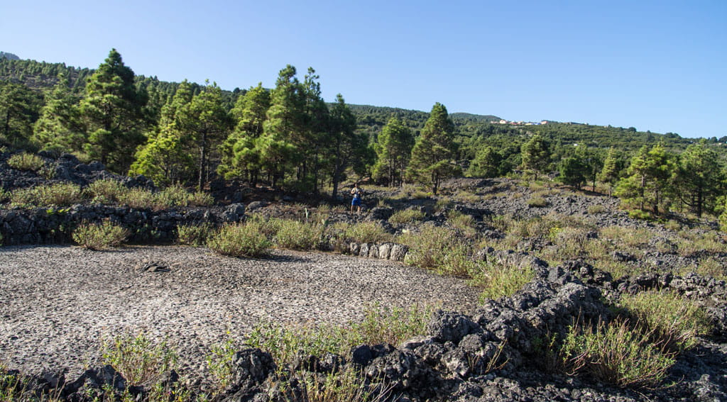 Paysage volcanique avec des pins et une végétation à Tenerife.