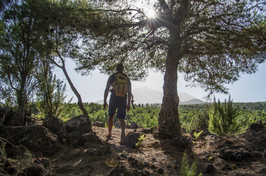 Randonneur avec un sac à dos contemplant une forêt à Tenerife.