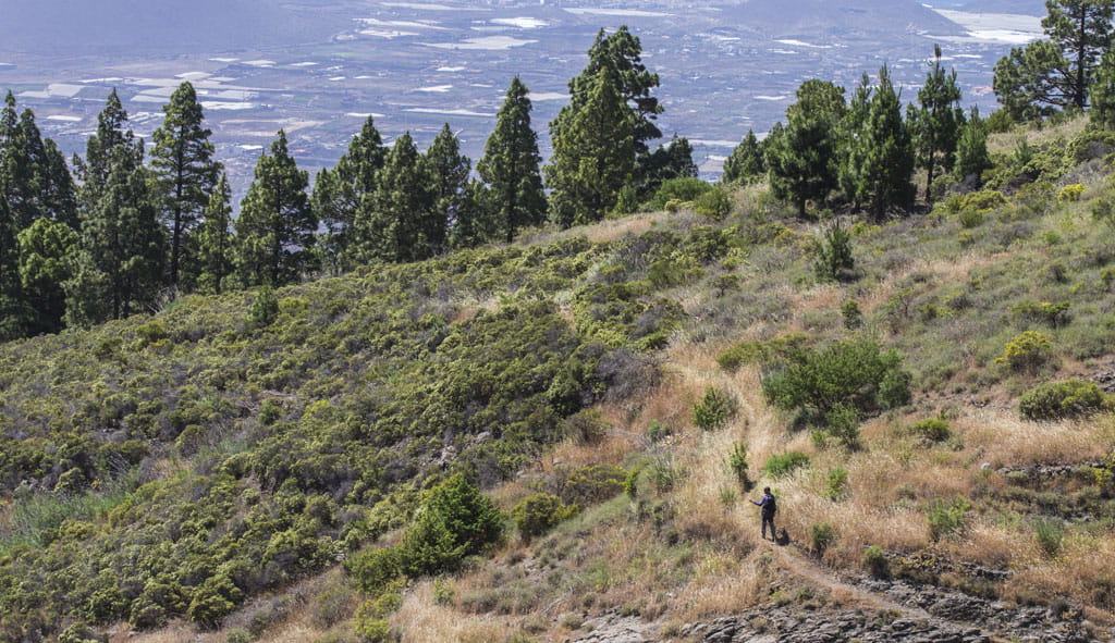 SL-TF 294  Los Brezos