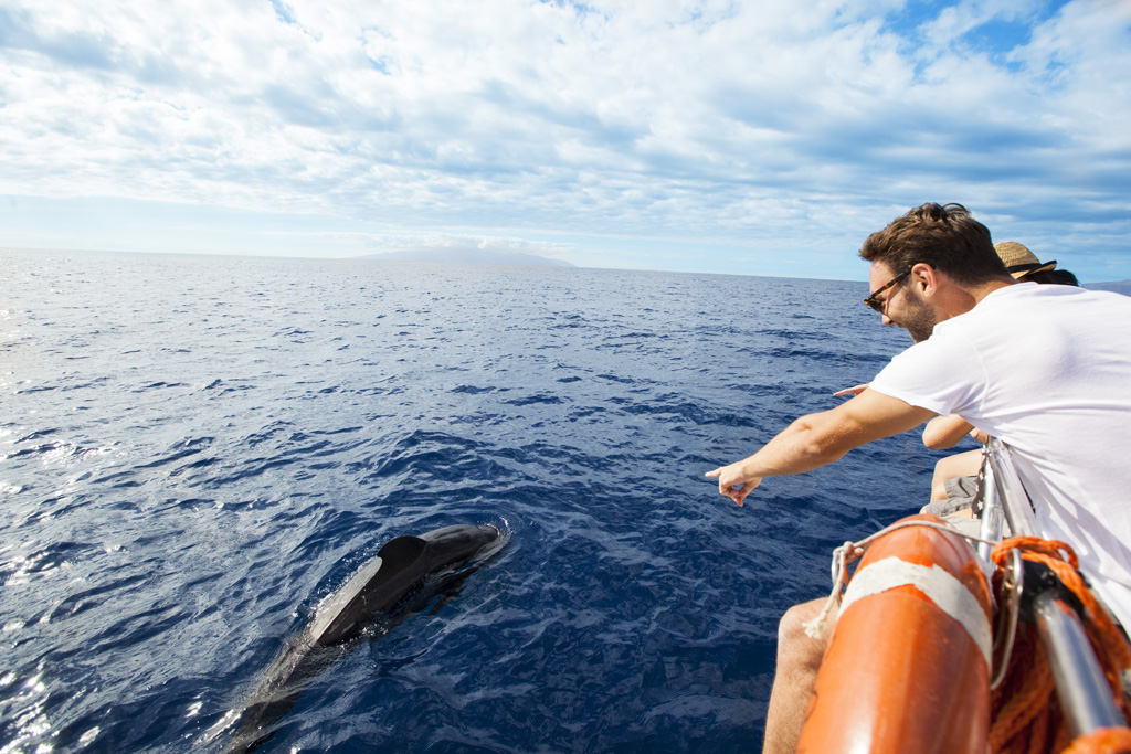 Personne pointant un dauphin près d’un bateau dans l’océan de Tenerife.