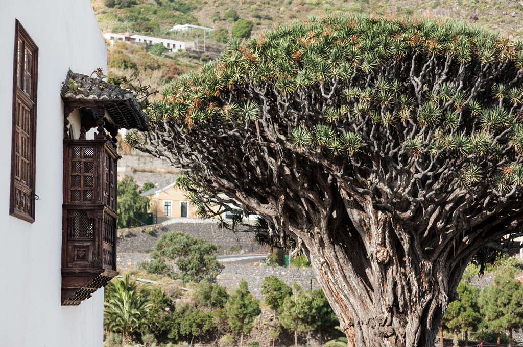 Dragonier millénaire à côté d’une maison traditionnelle à Icod de los Vinos, Tenerife.