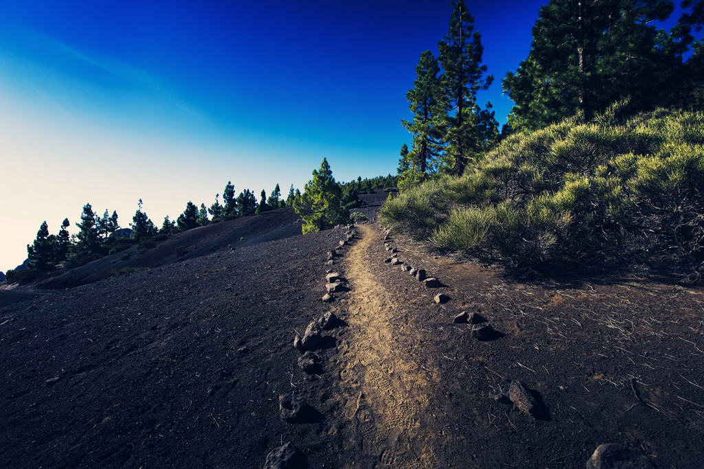 Sentier sablonneux parmi les pins à Tenerife sous un ciel bleu