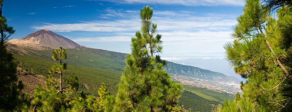 El inigualable pino canario