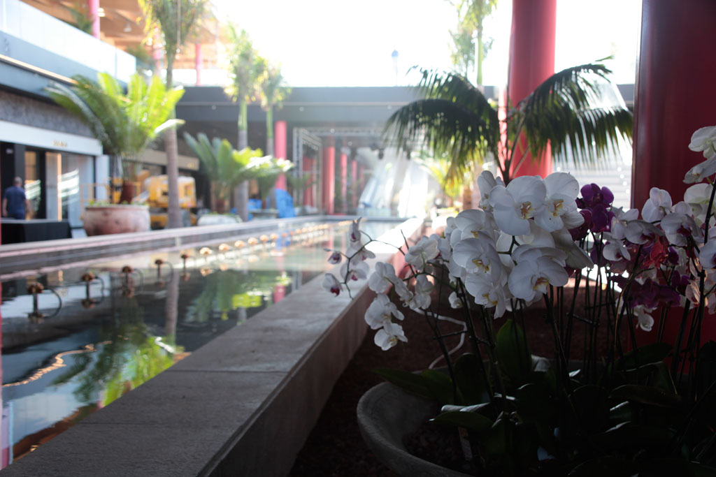 Orchidées blanches et violettes dans un centre commercial à Tenerife.