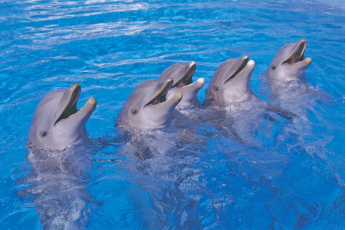Cinq dauphins jouent dans l’eau du parc Loro à Tenerife.