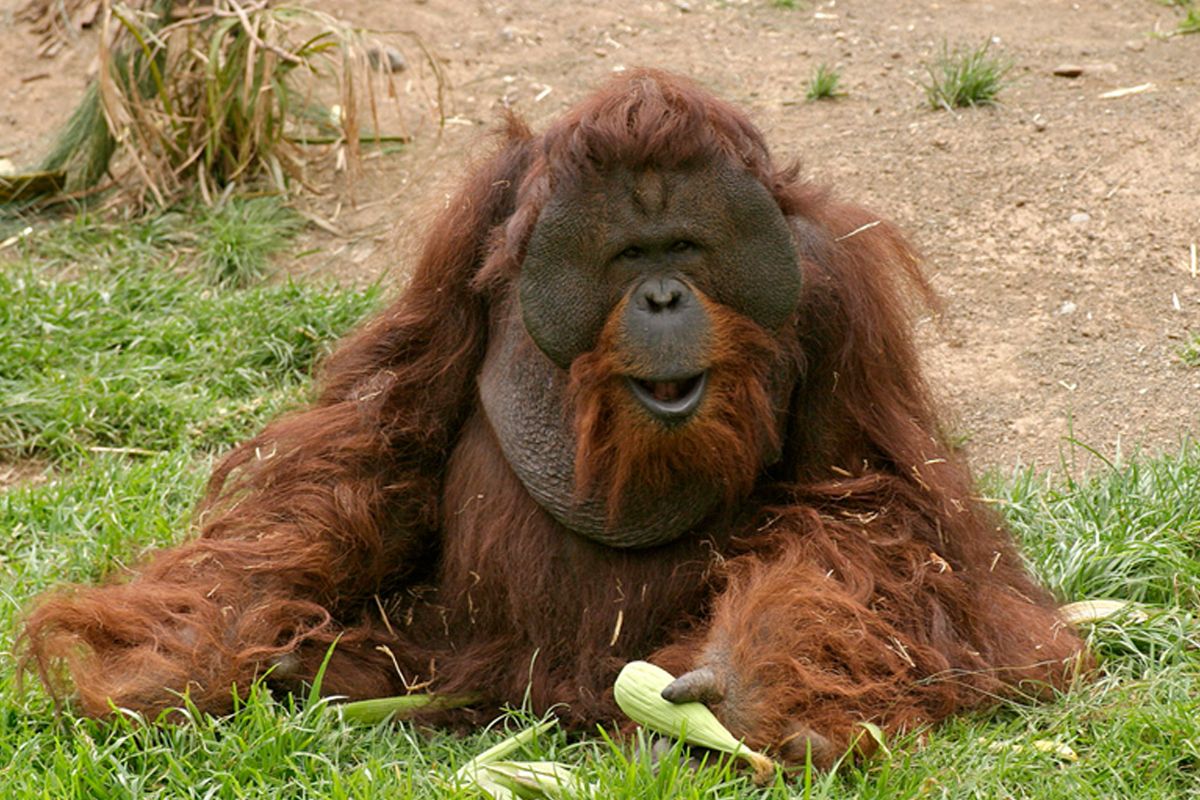 Un orang-outan se reposant sur l’herbe à Loro Parque, Tenerife.