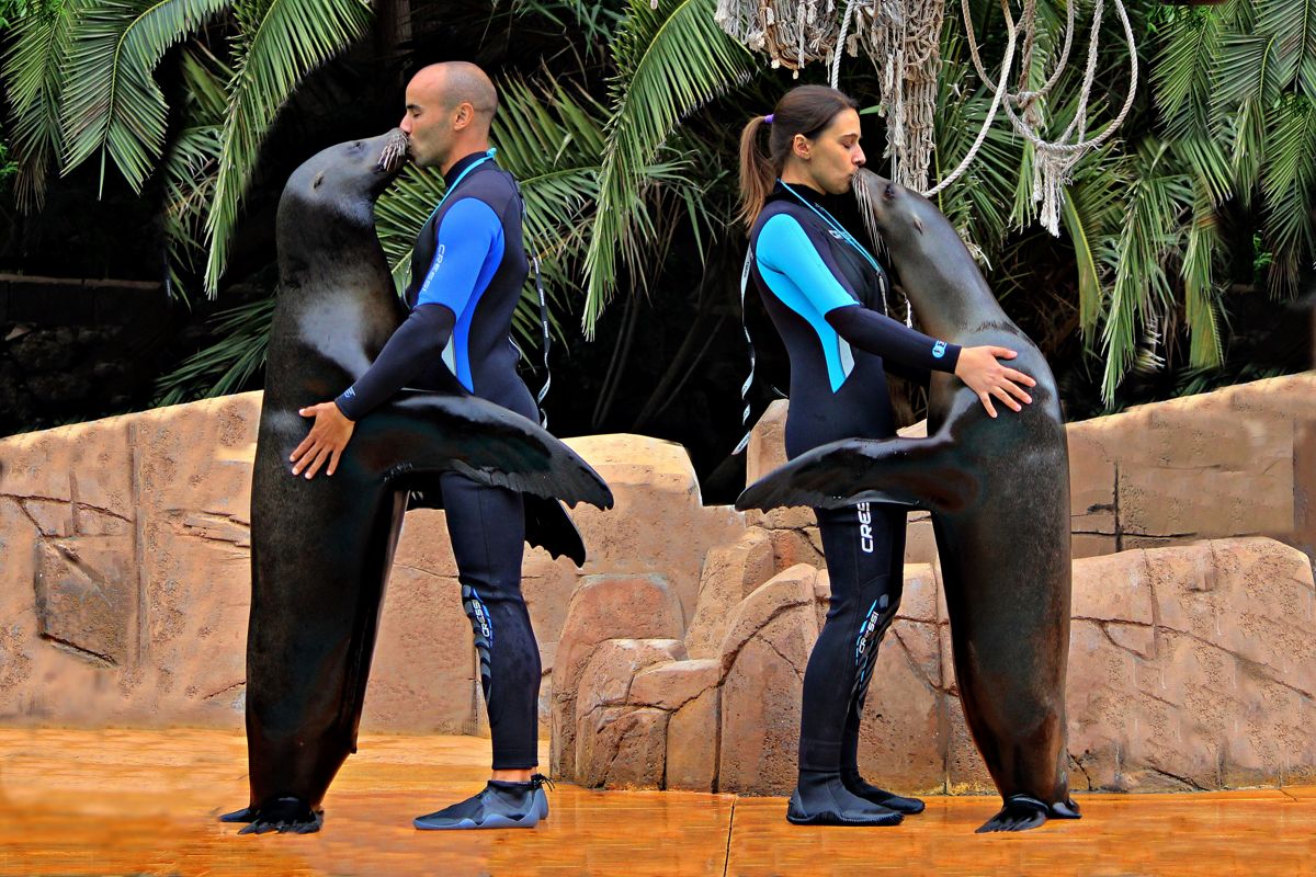 Deux personnes en combinaisons s’embrassant et embrassant des otaries à Tenerife.
