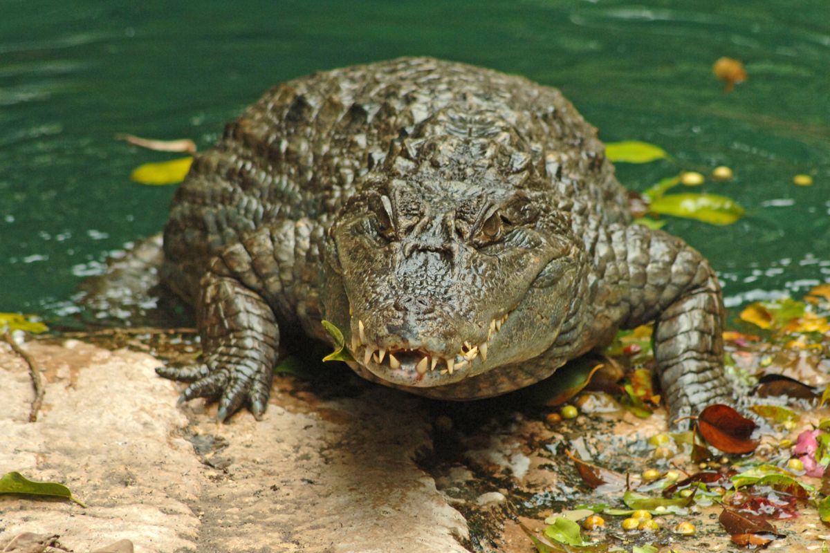 Crocodile se reposant sur la rive d’un étang à Tenerife.
