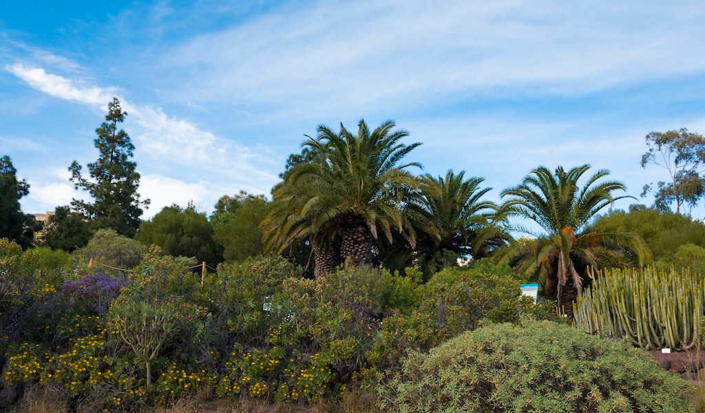 Palmiers et cactus dans le jardin botanique de Tenerife sous un ciel bleu.