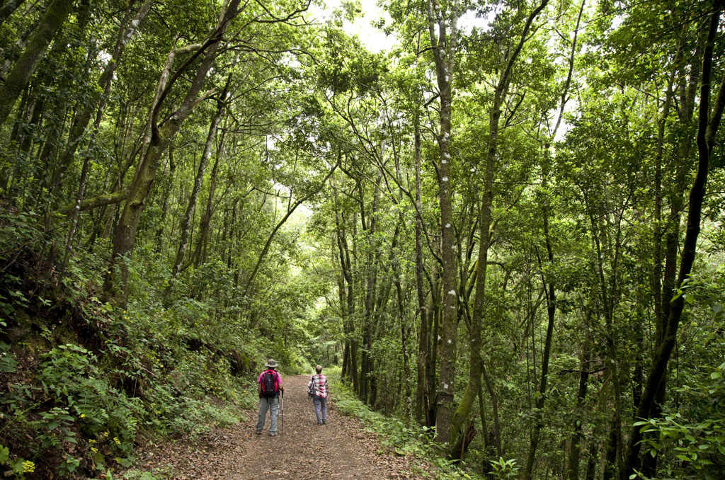 Sentier boisé à Anaga, Tenerife, avec deux personnes marchant parmi de grands arbres.