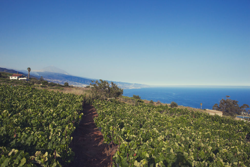 Des vignobles à Tenerife surplombant l’océan et la Teide en arrière-plan.