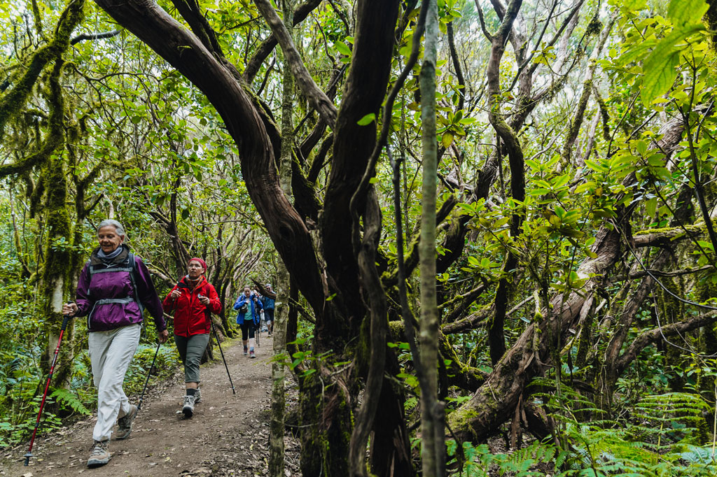 Des randonneurs dans une forêt de lauriers à Tenerife, entourés d’arbres et d’une végétation dense.