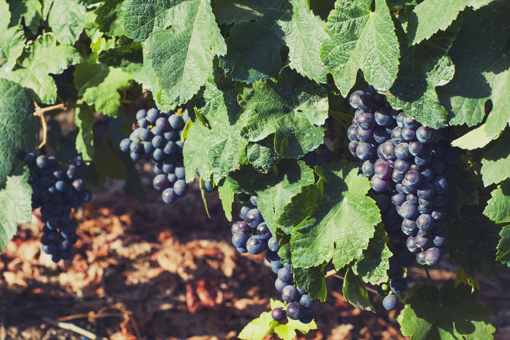 Des grappes de raisins mûrs dans un vignoble à Tenerife.