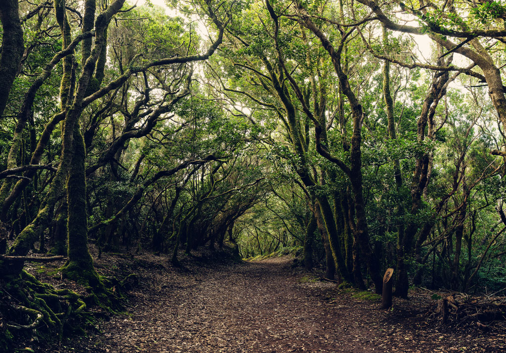 Sentier entouré d’arbres dans une forêt à Anaga, Tenerife.
