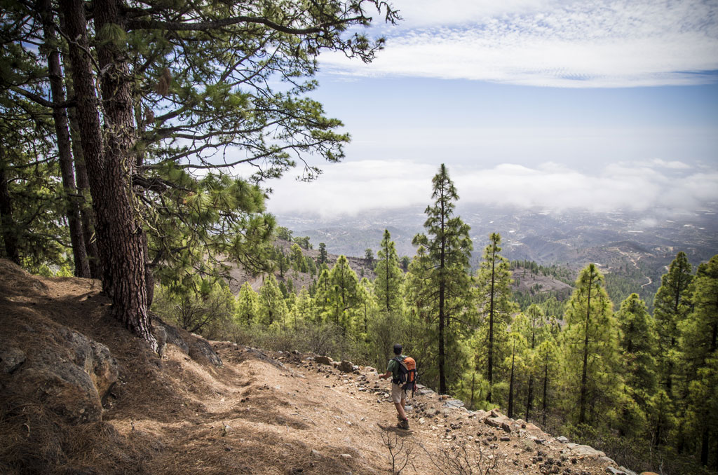 Personne marchant le long d’un sentier forestier à Tenerife, entourée de pins et avec vue sur l’horizon.