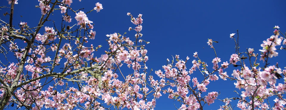 Ruta del Almendro en Flor