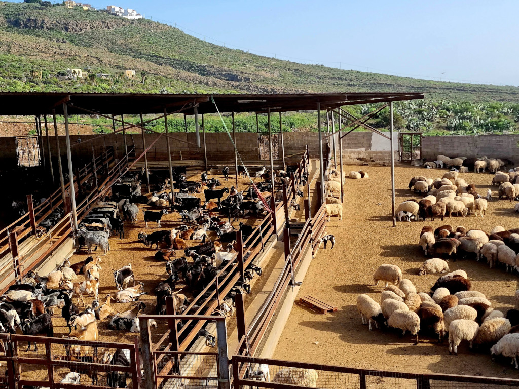 Des chèvres et des moutons dans un enclos dans les collines de Tenerife.