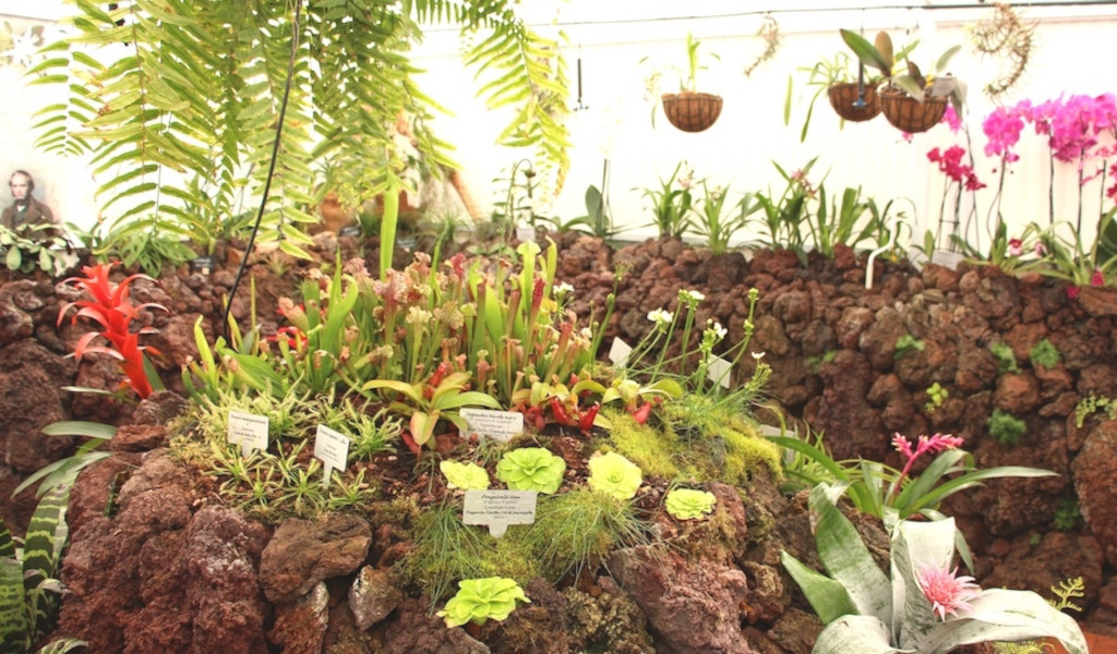 Plantes tropicales exposées avec des étiquettes dans la serre de Tenerife.