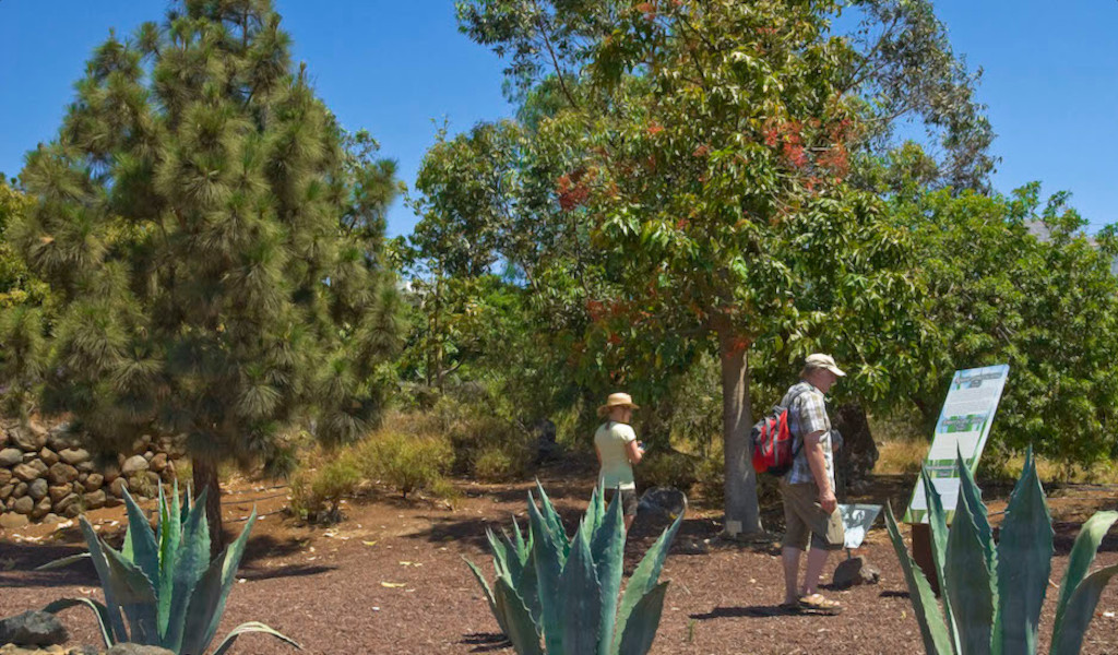 Des gens se promenant parmi les arbres et les plantes sur un chemin à Tenerife.
