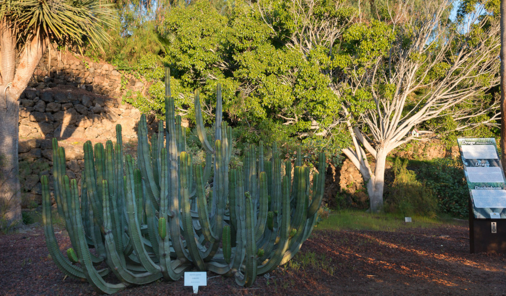 Cactus et végétation dans les jardins de Puerto de la Cruz, Tenerife.
