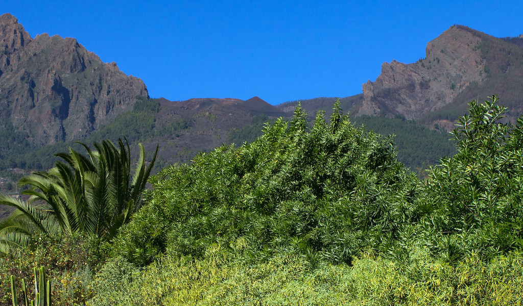 Montagnes et végétation à Tenerife sous un ciel bleu clair.