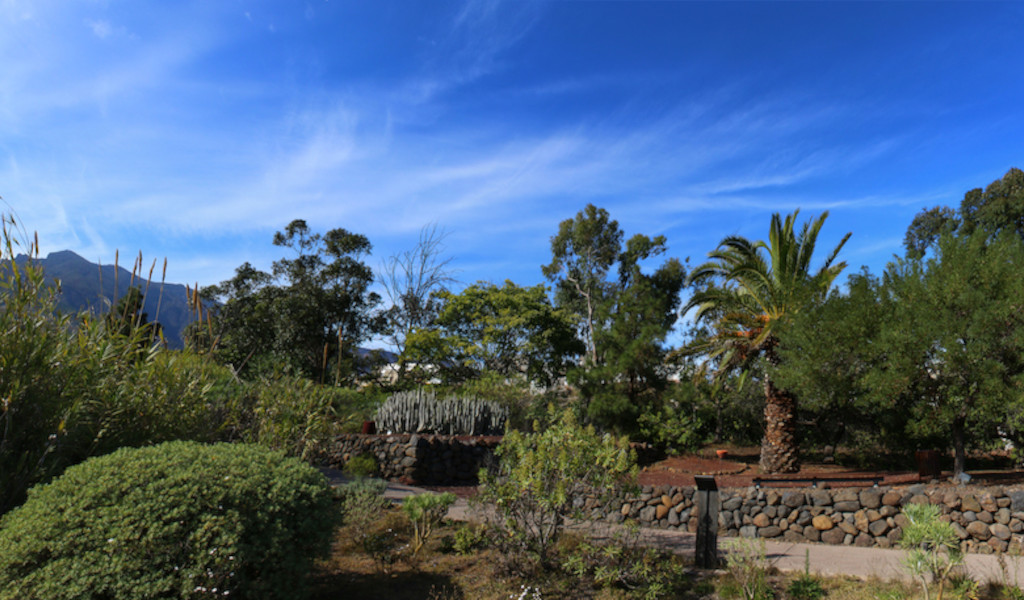 Jardin avec palmiers et arbustes à Tenerife sous un ciel bleu.