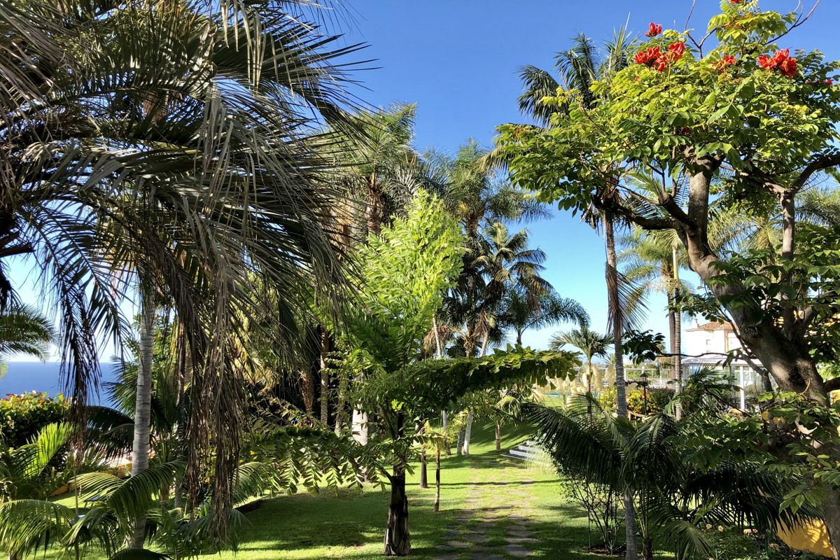 Jardin avec palmiers et vue sur la mer à Tenerife.