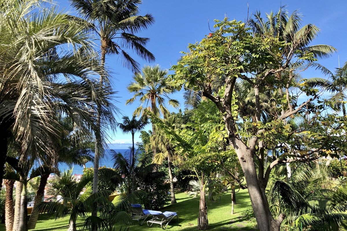 Palmiers et arbres surplombant la mer dans un jardin à Tenerife.