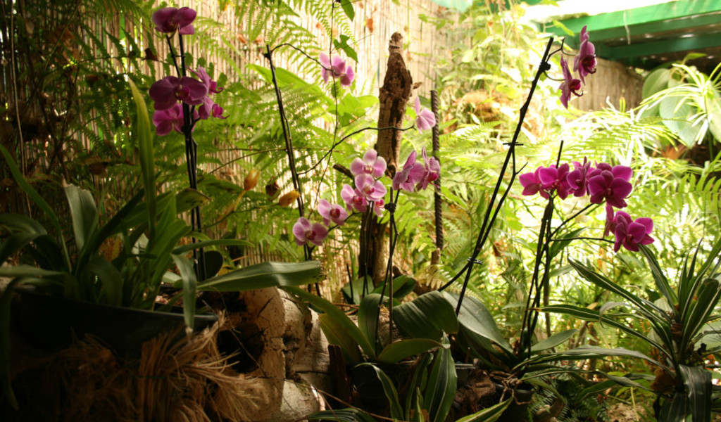 Orchidées pourpres parmi des fougères dans un jardin à Tenerife.
