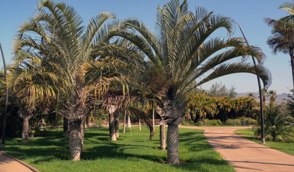Des palmiers dans un jardin du parc García Sanabria à Tenerife.
