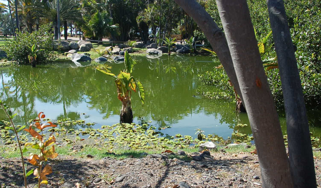 Étang entouré d’arbres dans un parc à Tenerife.