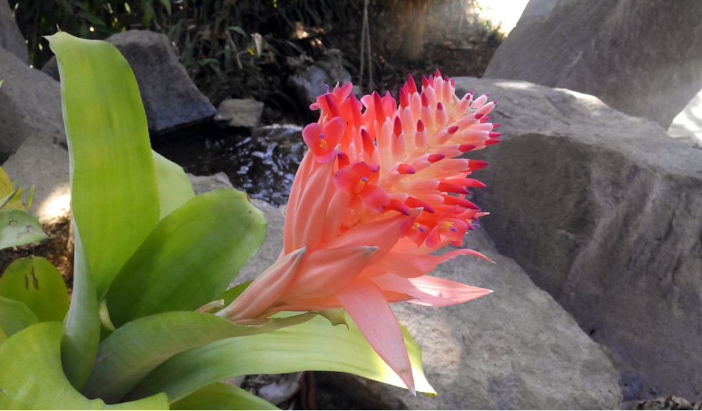 Fleur de broméliacée rose dans un jardin rocheux à Tenerife.