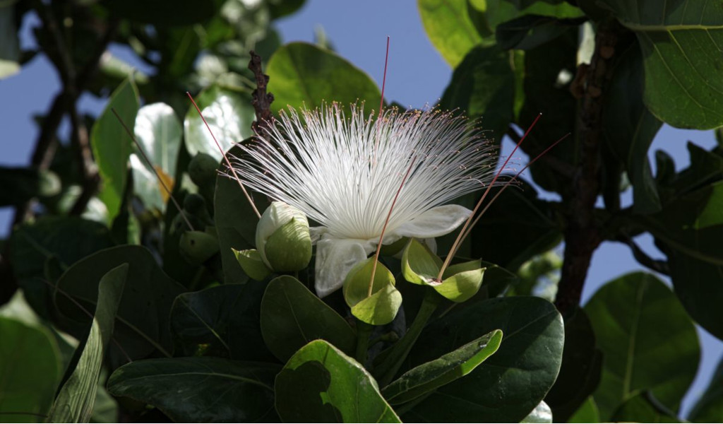 Fleur blanche à longs étamines et feuilles vertes sur un arbre à Tenerife.