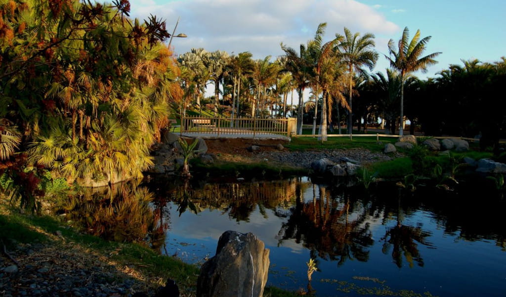 Des palmiers près d’un étang dans un parc à Tenerife.