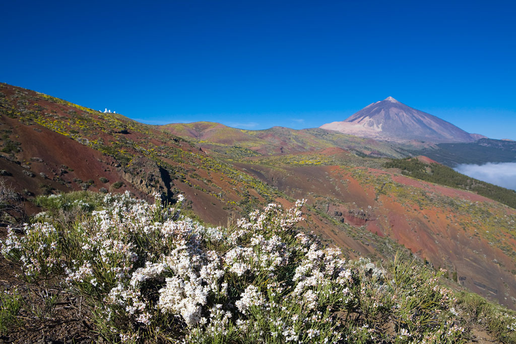 Paysage du mont Teide à Tenerife avec végétation et ciel dégagé.