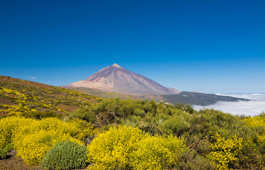 Volcan du Teide à Tenerife avec des buissons jaunes au premier plan.