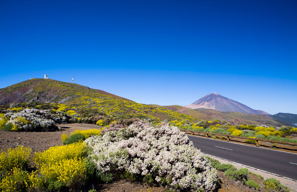Route entourée de végétation avec le mont Teide en arrière-plan à Tenerife.