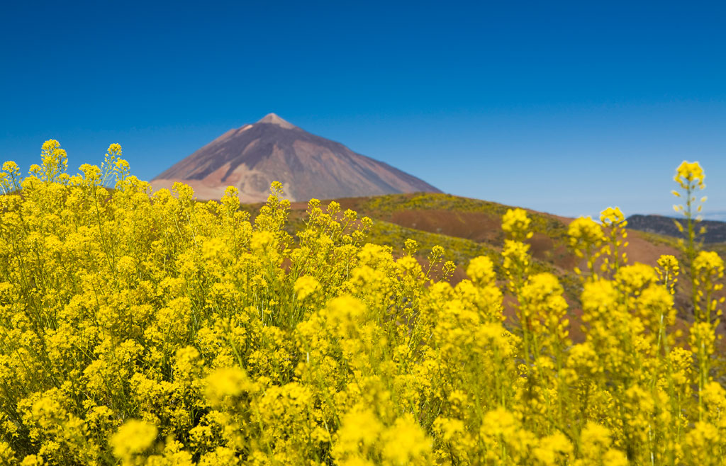 Fleurs jaunes avec le volcan Teide en arrière-plan à Tenerife.