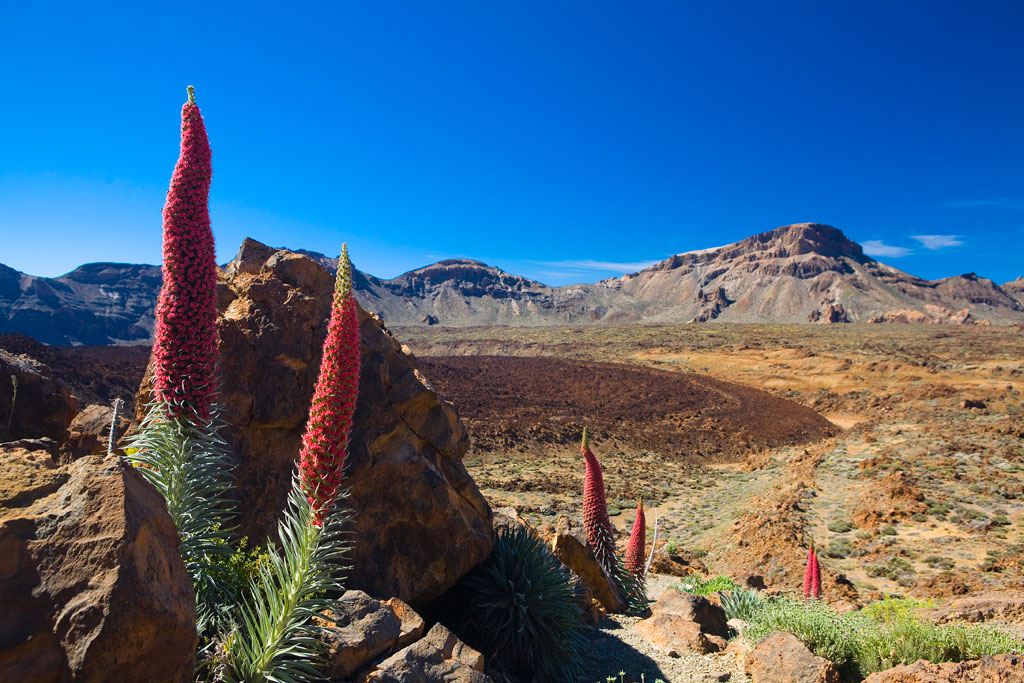 Tajinastes rouges dans le parc national de la Teide, à Tenerife, avec des montagnes en arrière-plan.