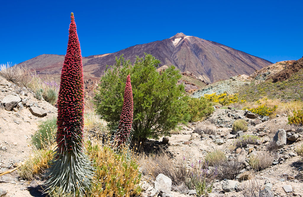 Les tajinastes rouges en fleurs dans le parc national de la Teide, à Tenerife.