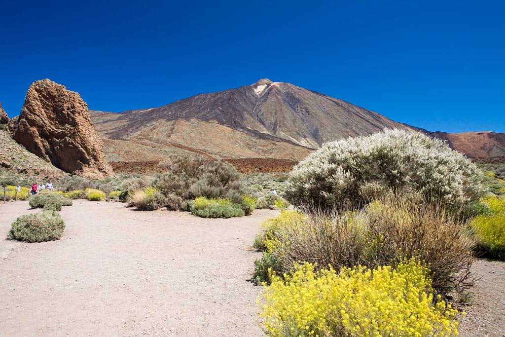 Un chemin avec des plantes et le volcan Teide en arrière-plan, à Tenerife.