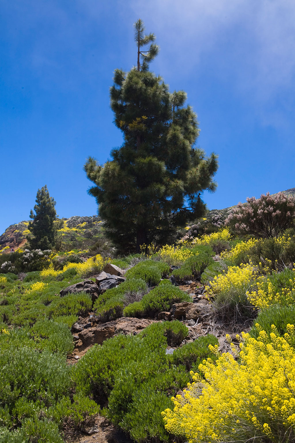 Un pin entouré de fleurs jaunes dans le parc national du Teide, à Tenerife.