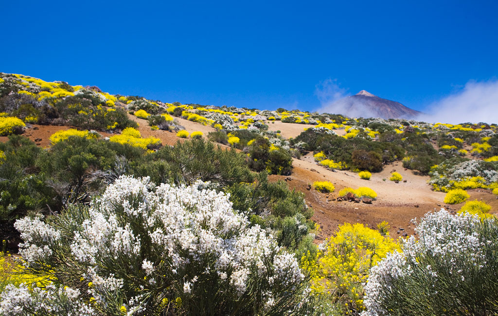 Végétation dans le parc national de la Teide à Tenerife, avec une montagne en arrière-plan.