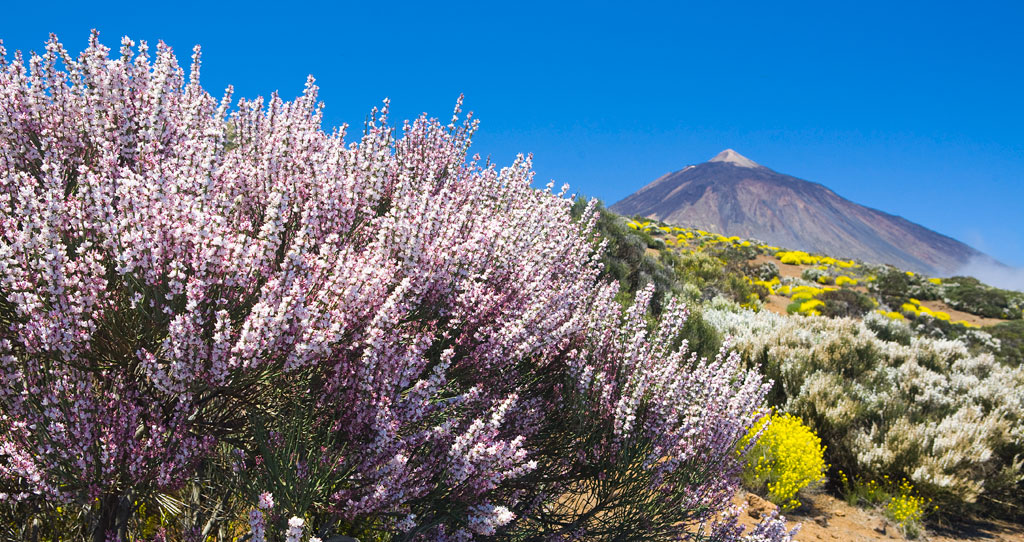 Les fleurs et le sommet du mont Teide à Tenerife sous un ciel bleu.