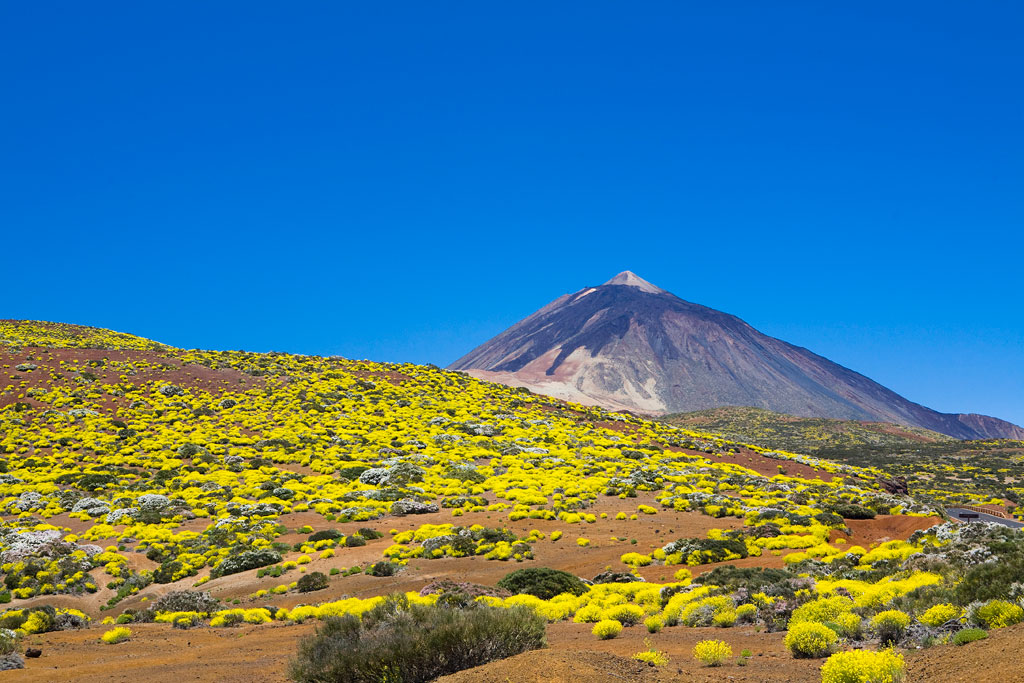 Paysage du Teide à Tenerife avec une végétation jaune sur un sol volcanique.