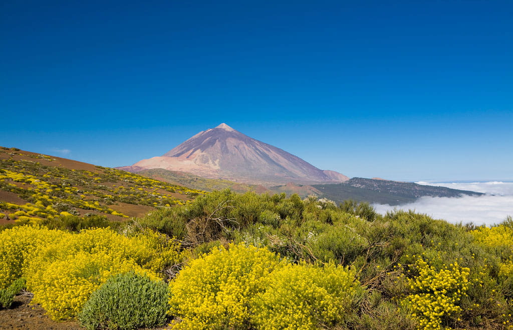 parque-nacional-teide-flora.jpg