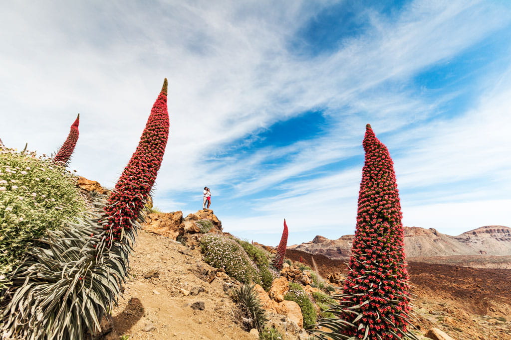 parque-nacional-teide-tajinastes.jpg