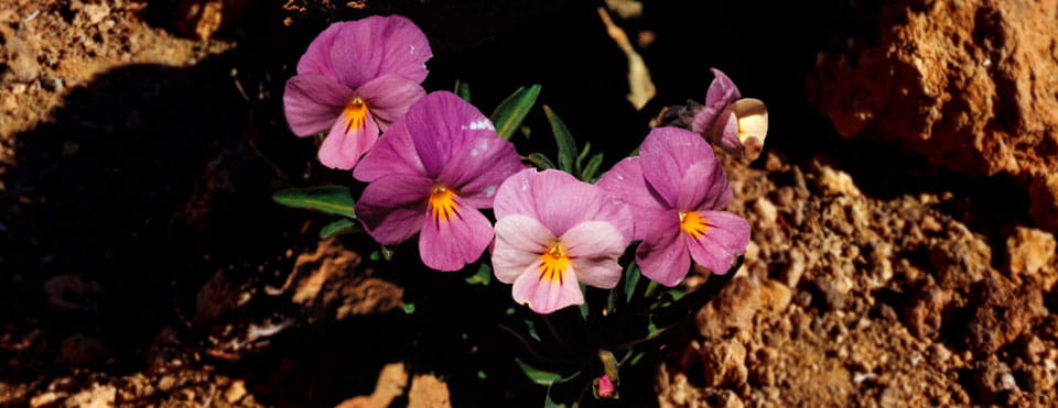 Violeta del Teide